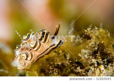 Colorful donut nudibranch close up macro detail Colorful donut nudibranch close up macro detail 32893045