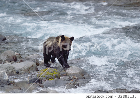 Brown bear walking on the riverbank Brown bear walking on the riverbank 32893133