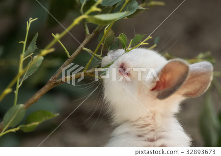 A small hare nibbling leaves 32893673