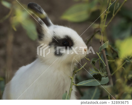 A small hare nibbling leaves 32893675