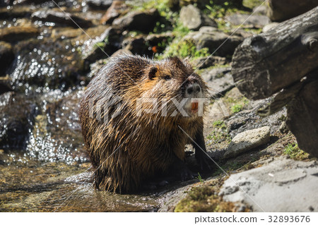 A beaver by the water 32893676