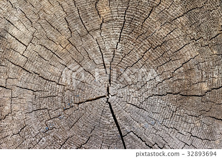 Annual ring Annual ring 32893694