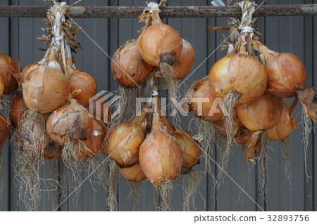 onion onion 32893756