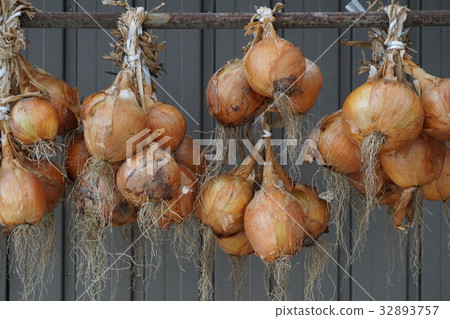 onion onion 32893757