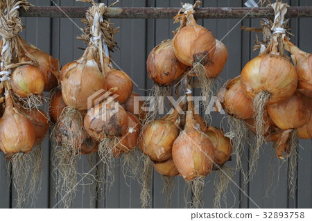 onion onion 32893758