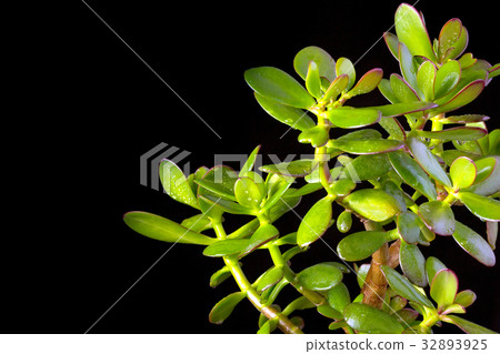 Crassula ovata or money tree succulent plant Crassula ovata or money tree succulent plant 32893925