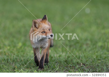 Children of Kita fox 32894351