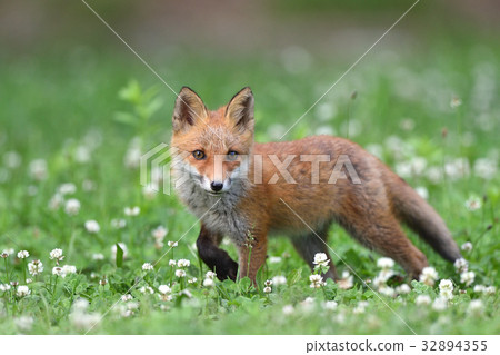 Children of Kita fox Children of Kita fox 32894355