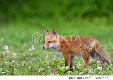 Children of Kita fox 32894360