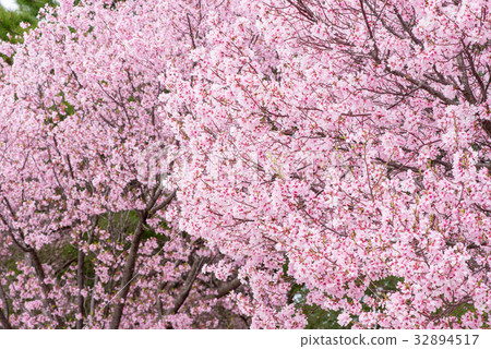 Cherry Blossoms	 32894517