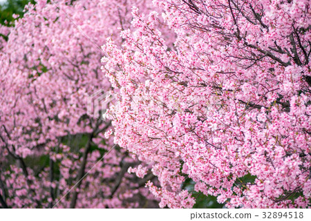 Cherry Blossoms	 32894518