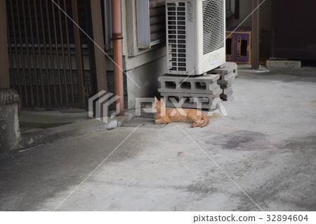 流浪貓科 32894604