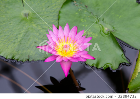 Suisan Suisan 32894732