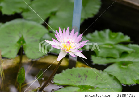 睡蓮 32894733
