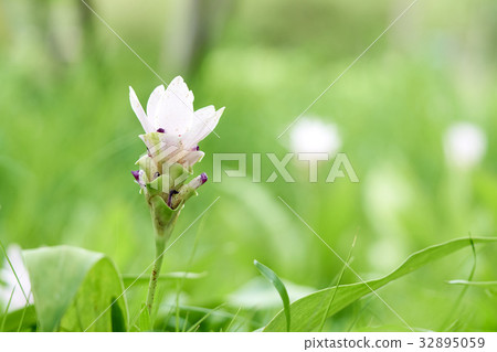 White Siam tulip flowers Curcuma  aeruqinosa Roxb. 32895059