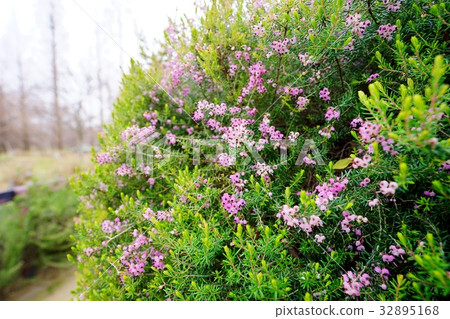 埃里卡的花 32895168