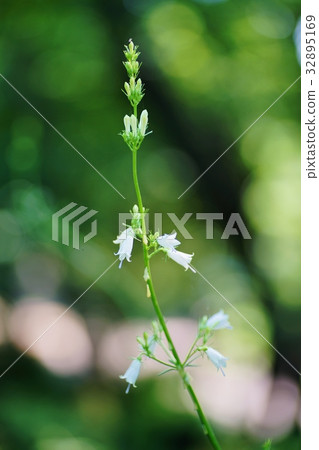 Tuliganinjin 32895169