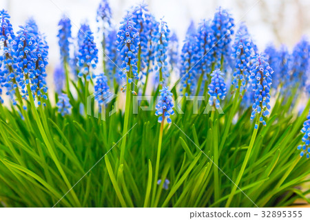 Background with blue flowers grape hyacinth Background with blue flowers grape hyacinth 32895355