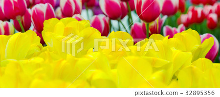 Tulip flowerbed, yellow tulips panoramic texture 32895356