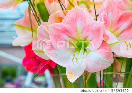 Beautiful white and pink lily flower blossom macro Beautiful white and pink lily flower blossom macro 32895362