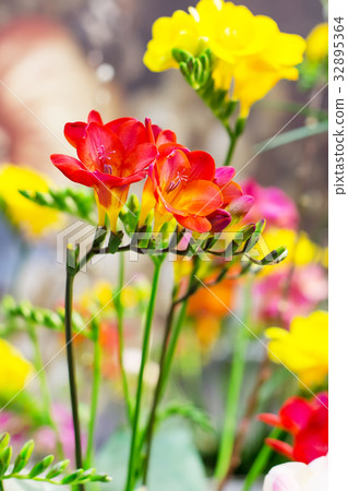 Vibrant closeup flower of red alstroemeria Vibrant closeup flower of red alstroemeria 32895364