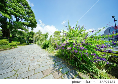 杜蘭塔花 32895383