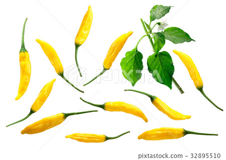 Aji Lemon Dop Capsicum baccatum parts, paths 32895510