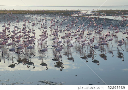 Namibia Walvis Bay Flamingo Namibia Walvis Bay Flamingo 32895689