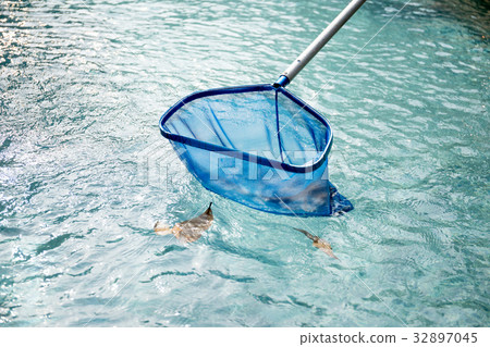 Cleaning swimming pool fallen leaves with skimmer 32897045