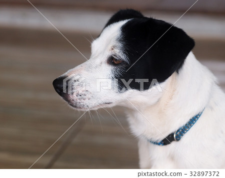 happy active young Jack Russell crossbreed dog happy active young Jack Russell crossbreed dog 32897372
