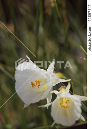 Narcissus Balbocozium Cantabricus 32897545