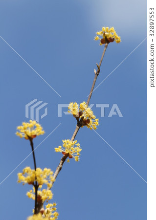 山茱萸 山茱萸 32897553