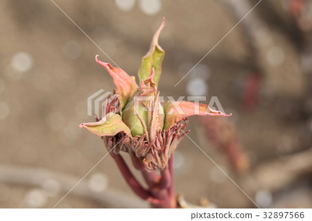 牡丹之芽 牡丹之芽 32897566