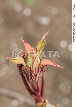 牡丹之芽 32897567