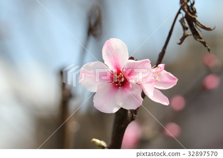 杏仁花 32897570