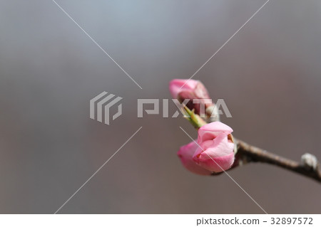 杏仁的萌芽 32897572