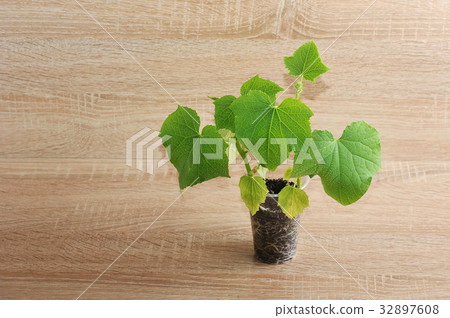 green plant in a plastic Cup on wooden background green plant in a plastic Cup on wooden background 32897608
