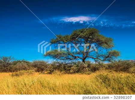 Tree in savannah, classic african landscape Tree in savannah, classic african landscape 32898107