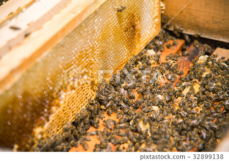 Many bees in an open hive 32899138
