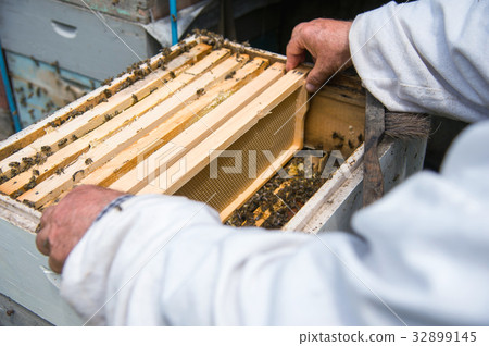 The beekeeper keeps a frame with honey sealed with The beekeeper keeps a frame with honey sealed with 32899145
