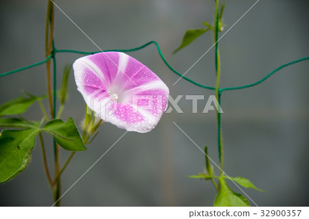 花朵圖案的變化，牽牛花·牽牛花 32900357