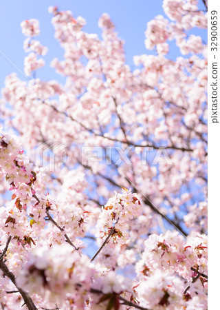 Sakura (high key) Sakura (high key) 32900659