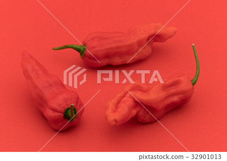 Ghost Pepper (Boot Joloquia): Ghost pepper Ghost Pepper (Boot Joloquia): Ghost pepper 32901013