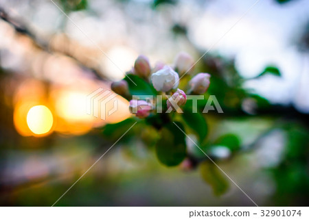 Blooming almond tree on the blue sky background. 32901074