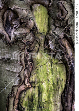 Old cracked creepy mossy tree bark cortex texture 32901587