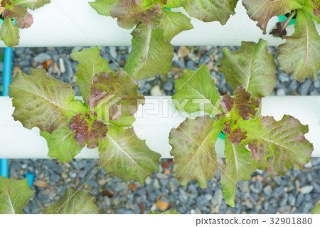 Organic hydroponic vegetable cultivation farm 32901880