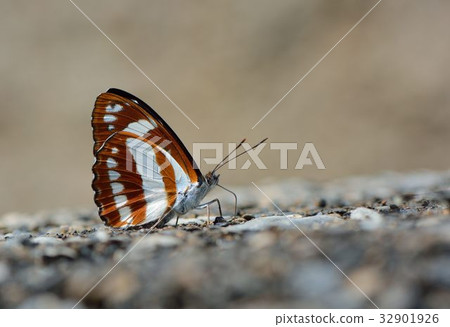 寬帶三線蝶、寬帶蛺蝶、錫金擬叉蛺蝶、寬白帶三線蝶、新渡戶三條蝶、玉杵帶蛺蝶 Athyma jina 32901926