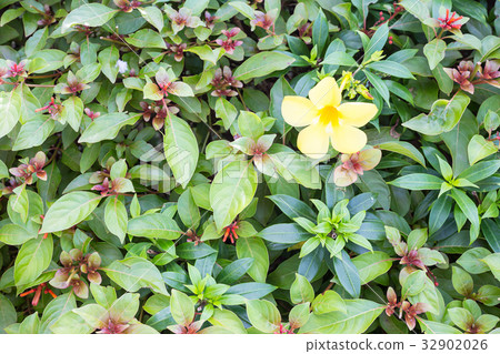 Allamanda cathartica on Firebush background Allamanda cathartica on Firebush background 32902026