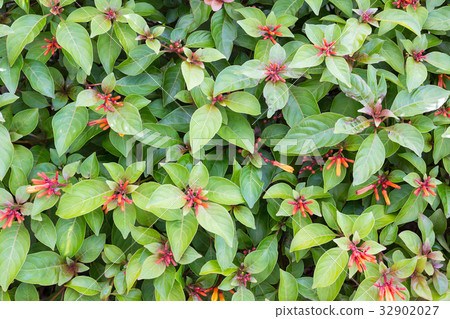Firebush (Hamelia Patens) flower Firebush (Hamelia Patens) flower 32902027