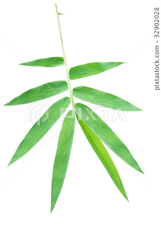 Bamboo leaves isolated on white Bamboo leaves isolated on white 32902028